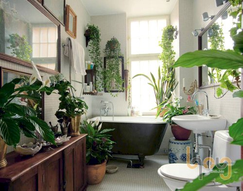 Trồng cây xanh trong nhà và những ý nghĩa to lớn