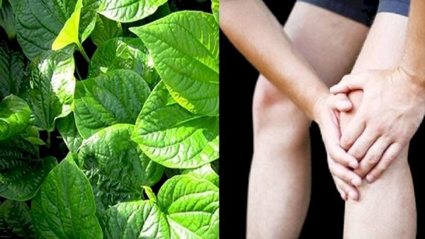Giải mã bí mật lá lốt điều trị bệnh gì?