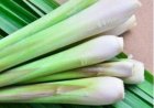 Thổi bay cảm lạnh bằng lá sả – Dễ làm, ai cũng làm được!