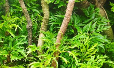 Tại sao đinh lăng được gọi là “nhân sâm của người nghèo”?