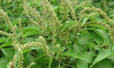 Mỗi nhà nên trồng 1 cây hương nhu – Vì lý do này!