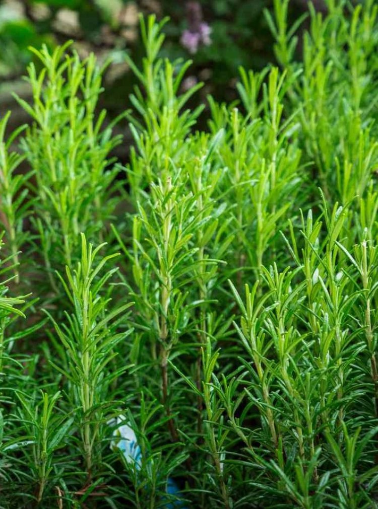 Tạm biệt lo âu, mất ngủ với liệu pháp tự nhiên từ lá hương thảo