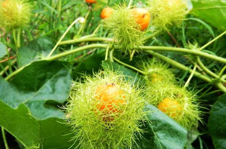 Chữa mất ngủ bằng cây lạc tiên – Có hiệu quả không?